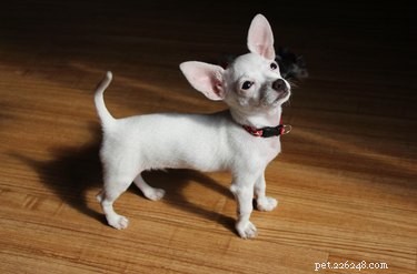 113 Creative Dog Nicknames to Love & Use