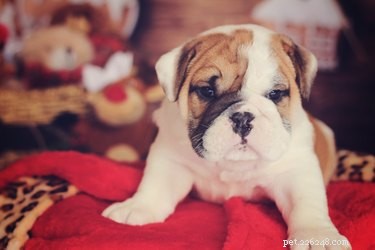 113 Creative Dog Nicknames to Love & Use