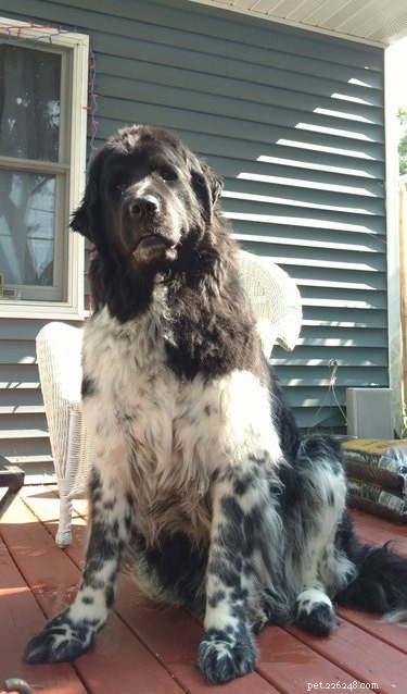 113 Creative Dog Nicknames to Love & Use
