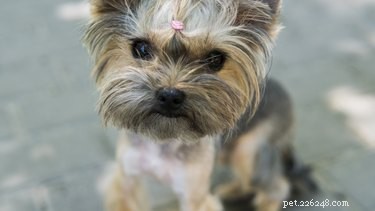 113 Creative Dog Nicknames to Love & Use