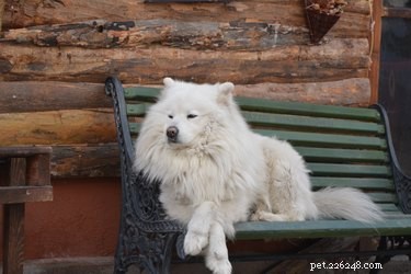 113 Creative Dog Nicknames to Love & Use