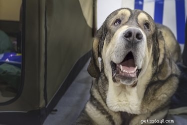 113 Creative Dog Nicknames to Love & Use