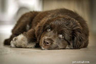 113 Creative Dog Nicknames to Love & Use