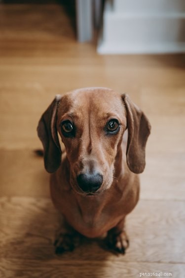 147 Perfect Names for Your Dachshund