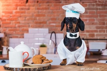 147 Perfect Names for Your Dachshund