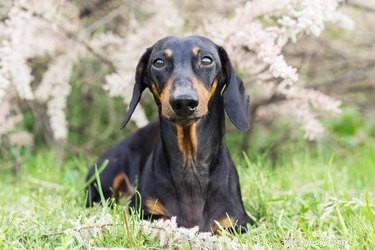 147 Perfect Names for Your Dachshund
