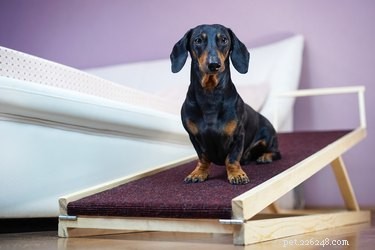 147 Perfect Names for Your Dachshund