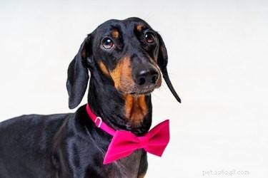 147 Perfect Names for Your Dachshund