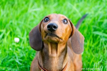 147 Perfect Names for Your Dachshund