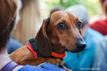 147 Perfect Names for Your Dachshund