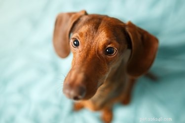 147 Perfect Names for Your Dachshund