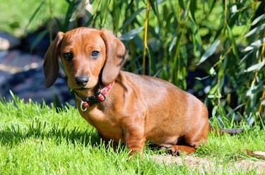 147 Perfect Names for Your Dachshund