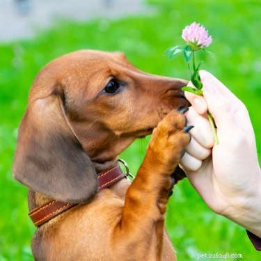 147 Perfect Names for Your Dachshund