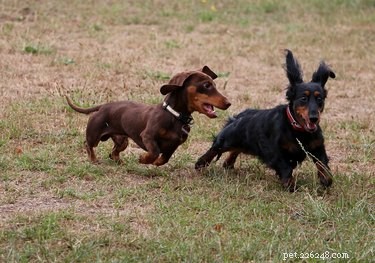 147 Perfect Names for Your Dachshund