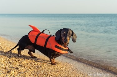 147 Perfect Names for Your Dachshund