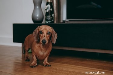 147 Perfect Names for Your Dachshund