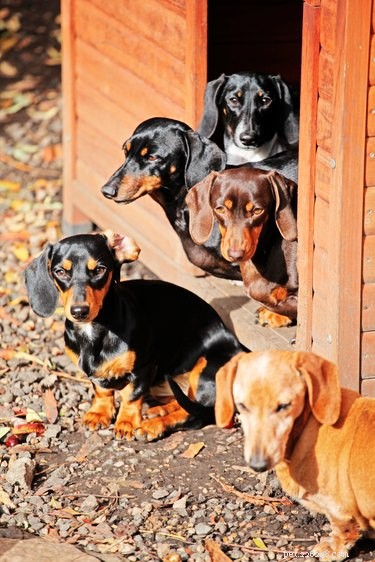 147 Perfect Names for Your Dachshund