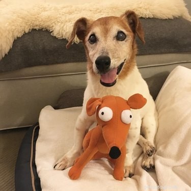 150 Classic & Quirky Simpsons Dog Names for Your Pup