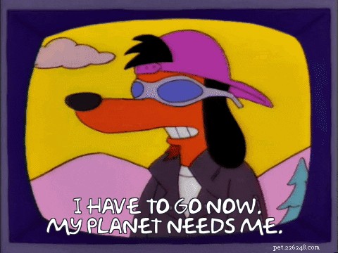150 Classic & Quirky Simpsons Dog Names for Your Pup