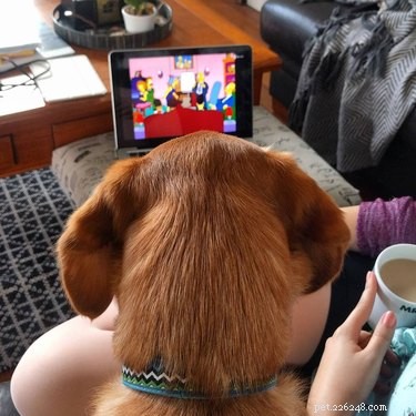 150 Classic & Quirky Simpsons Dog Names for Your Pup