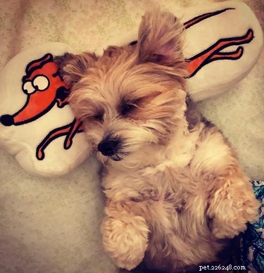 150 Classic & Quirky Simpsons Dog Names for Your Pup