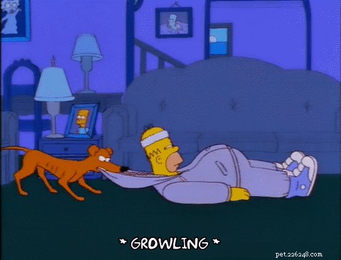 150 Classic & Quirky Simpsons Dog Names for Your Pup