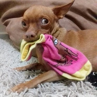 150 Classic & Quirky Simpsons Dog Names for Your Pup