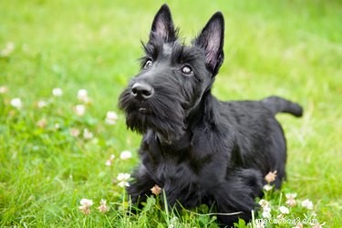 Discover 426 Authentic Scottish Dog Names – Perfect for Your Furry Friend