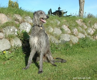 Discover 426 Authentic Scottish Dog Names – Perfect for Your Furry Friend
