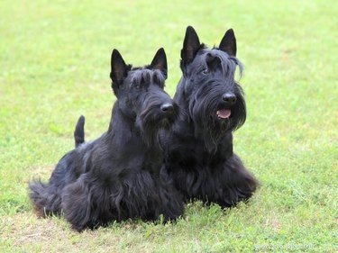 Discover 426 Authentic Scottish Dog Names – Perfect for Your Furry Friend