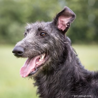 Discover 426 Authentic Scottish Dog Names – Perfect for Your Furry Friend