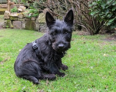 Discover 426 Authentic Scottish Dog Names – Perfect for Your Furry Friend