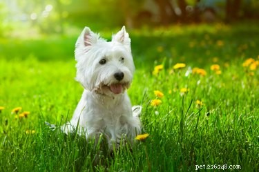 Discover 426 Authentic Scottish Dog Names – Perfect for Your Furry Friend