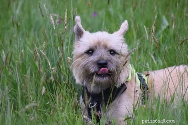 Discover 426 Authentic Scottish Dog Names – Perfect for Your Furry Friend