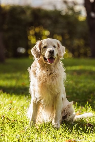 163 Charming Names for Your Golden Retriever
