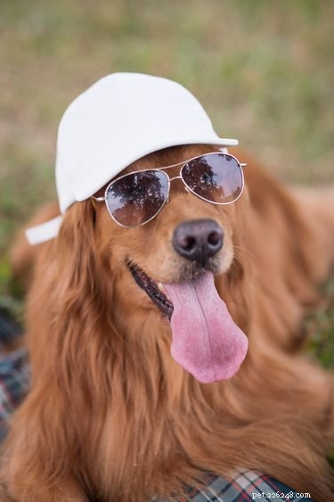 163 Charming Names for Your Golden Retriever