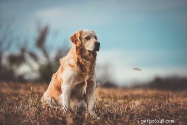 163 Charming Names for Your Golden Retriever