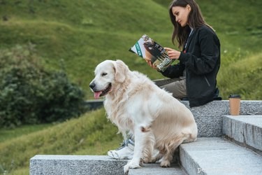 163 Charming Names for Your Golden Retriever
