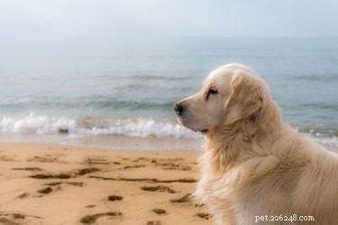 163 Charming Names for Your Golden Retriever