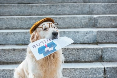 163 Charming Names for Your Golden Retriever