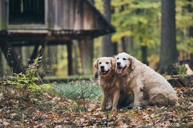 163 Charming Names for Your Golden Retriever