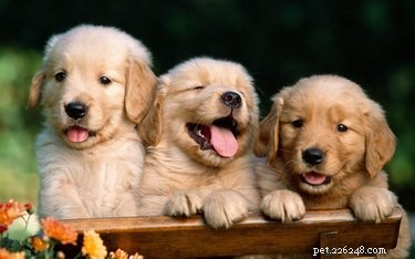 163 Charming Names for Your Golden Retriever