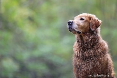 163 Charming Names for Your Golden Retriever