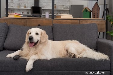 163 Charming Names for Your Golden Retriever