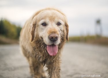 163 Charming Names for Your Golden Retriever