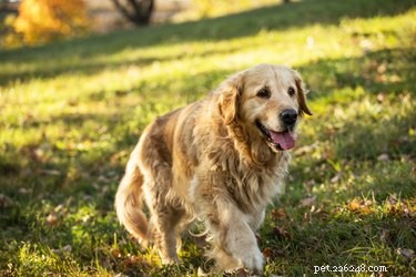 163 Charming Names for Your Golden Retriever