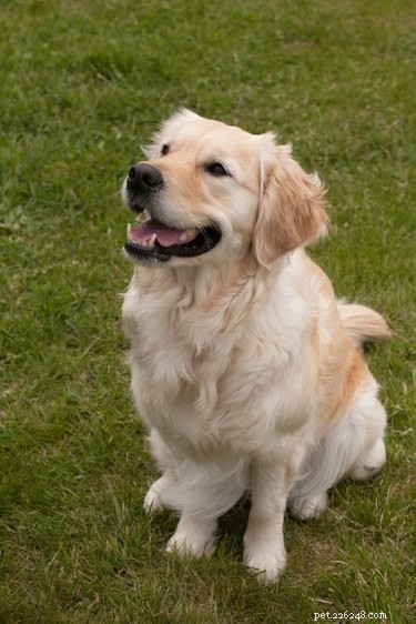 163 Charming Names for Your Golden Retriever