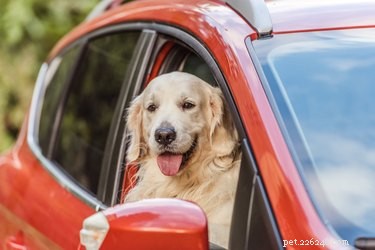163 Charming Names for Your Golden Retriever