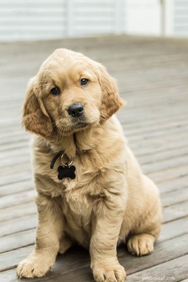 163 Charming Names for Your Golden Retriever