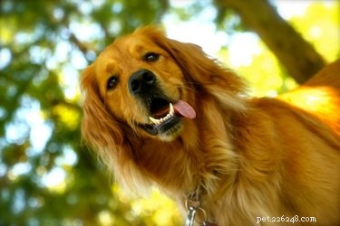 163 Charming Names for Your Golden Retriever